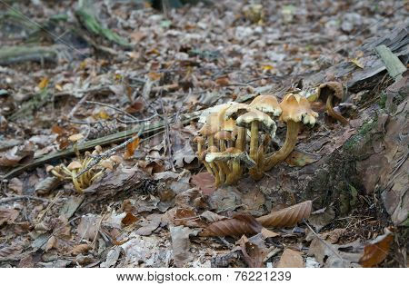 Honey agaric mushrooms