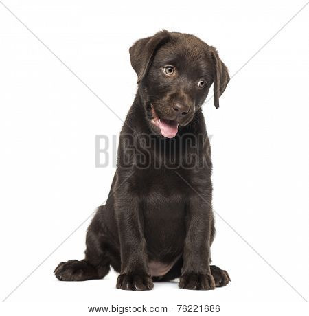 Mixed-breed Labrador & Husky puppy (9 weeks old)