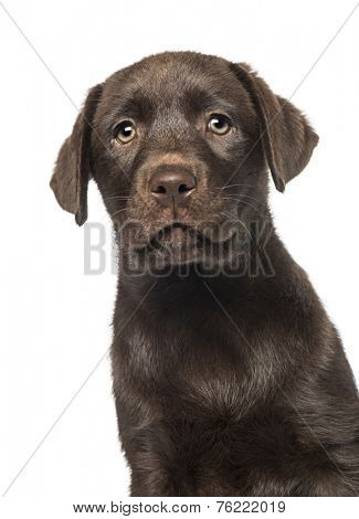 Mixed-breed Labrador & Husky puppy (9 weeks old)