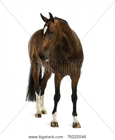 Rheinlander - 6 years old