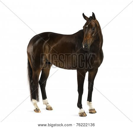 KWPN - Dutch Warmblood, 3 years old - Equus ferus caballus