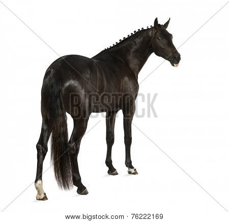 belgian sport horse (sBs) - 25 years old