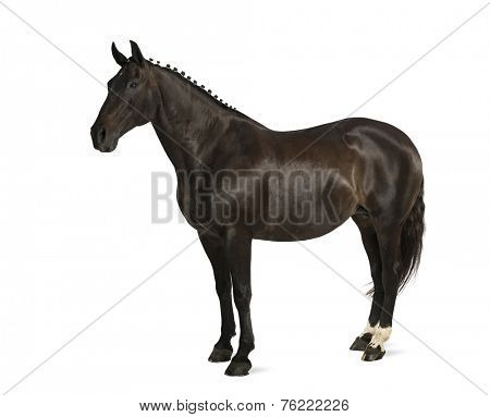 belgian sport horse (sBs) - 25 years old