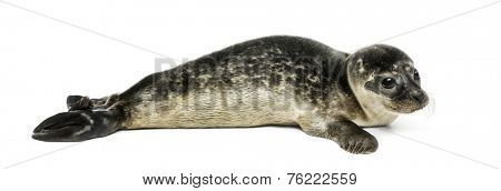 Common seal pup, isolated on white
