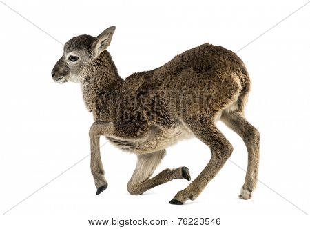 Young mouflon - Ovis orientalis orientalis isolated on white