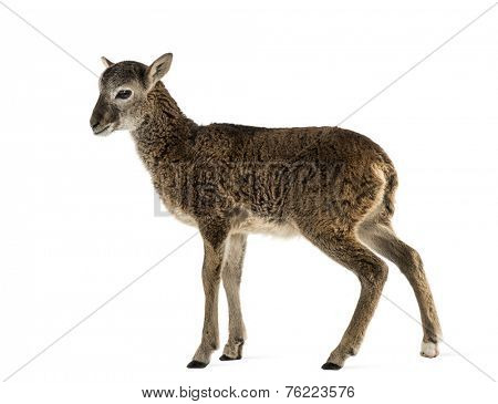 Young mouflon - Ovis orientalis orientalis isolated on white