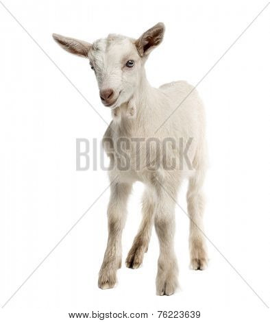 Goat kid (8 weeks old) isolated on white