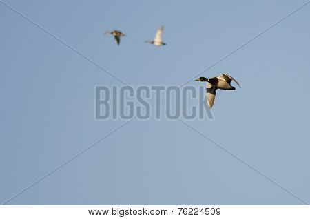 Mallard Duck Flying In A Busy Blue Sky