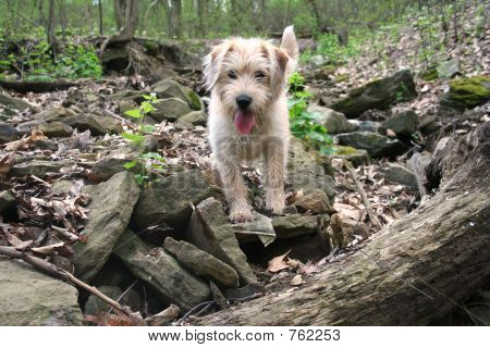BOB_DOG_CREEK