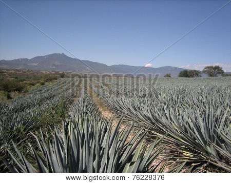 The Agave Farm