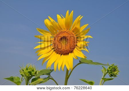 sunflower