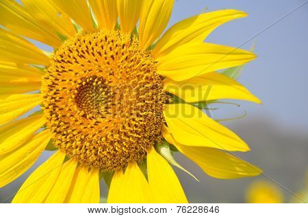 sunflower