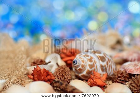 Summer shell