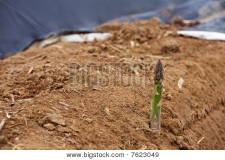 spargelgruen