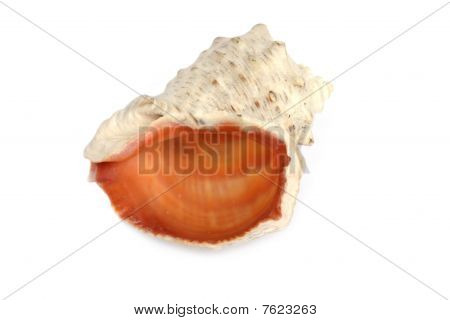 Zee clam conch geïsoleerd over white