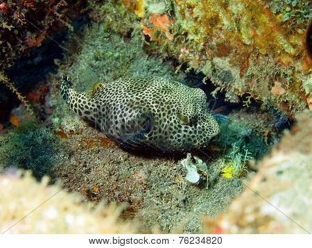 Boxfish