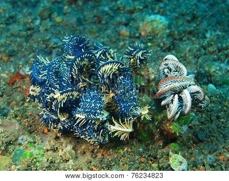 Crinoid
