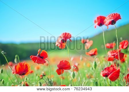 poppies field