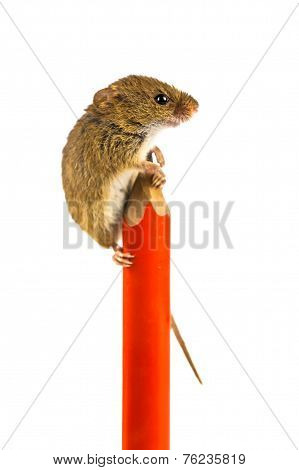 Harvesting Mouse (micromys Minutus) On A School Pen
