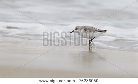 Sanderling On The Shore