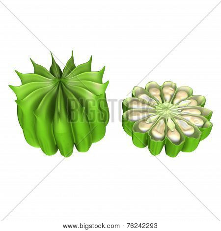 Abutilon_fruit