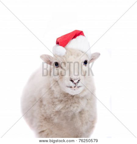 Portrait Of sheep in christmas hat On White