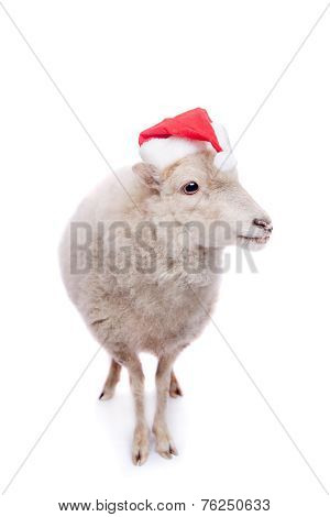 Portrait Of sheep in christmas hat On White