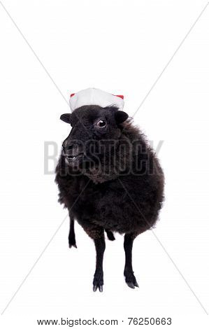 Portrait Of sheep in christmas hat On White