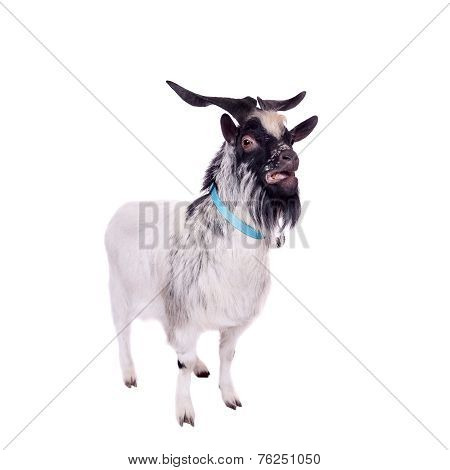 Gray dvarf goat on white