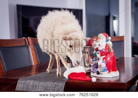 Portrait Of sheep in christmas hat On White