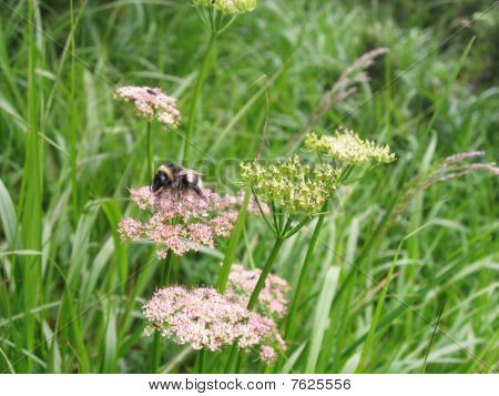 Biene auf einer Blume