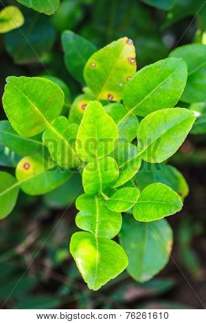 Leaves Of Bergamot