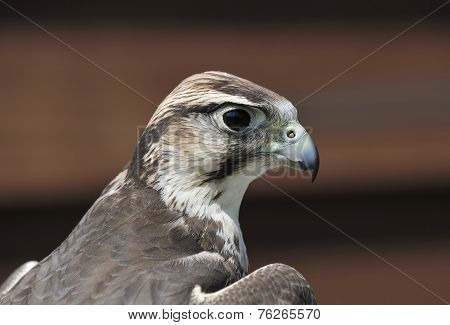 Lanner Falcon