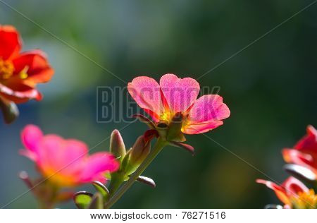 Delosperma  a Succulent Garden Plant