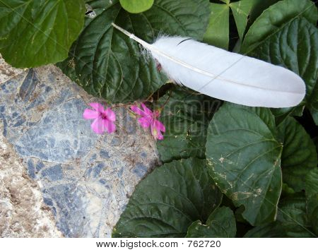 Fjäder och blommor