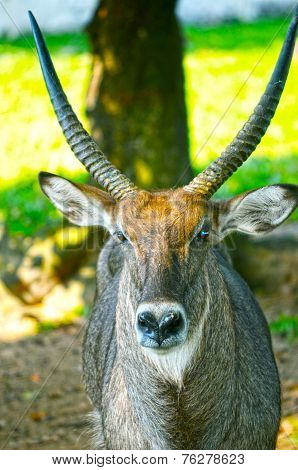Whitetail Deer Buck