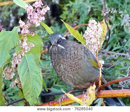 Formosan Laughing Thrush
