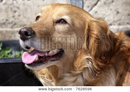 Evde köpek