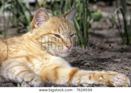 Kedi portresi