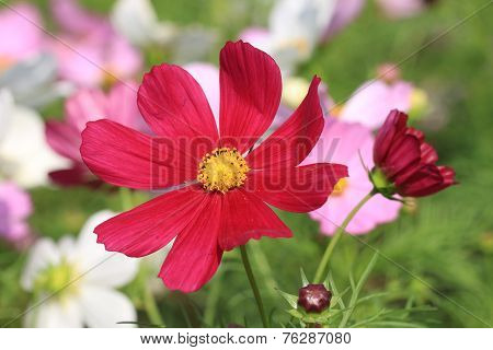 Cosmos flowers and bud