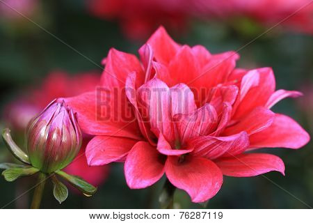 Dahlia flower and bud