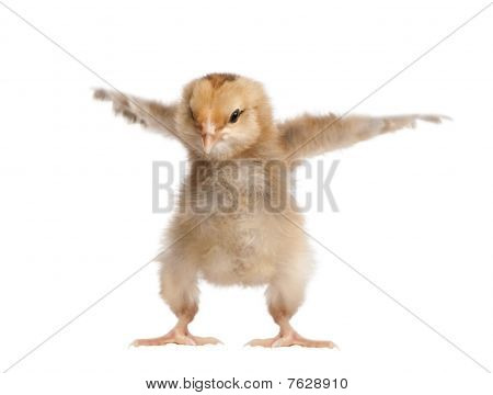 Pollo Araucana, 8 giorni vecchio, davanti a uno sfondo bianco, Studio Shot