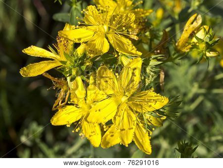 Tutsan
