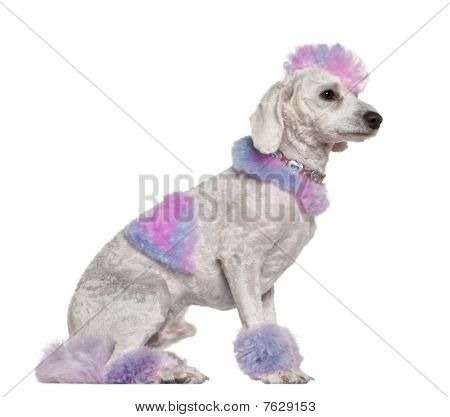 Peinado Poodle con piel de color rosa y púrpura y Mohawk, 1 año de edad, sentado frente a fondo blanco