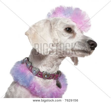 Peinado Poodle con piel de color rosa y púrpura y Mohawk, 1 año de edad, frente a fondo blanco