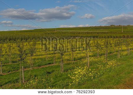 Vineyard