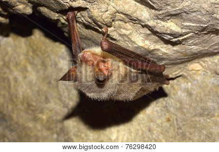 Greater mouse-eared bat ( Myotis myotis)