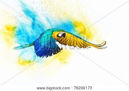 Colourful flying parrot isolated on white 