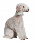 Bedlington Terrier, 2 Years Old, Sitting In Front Of White Background