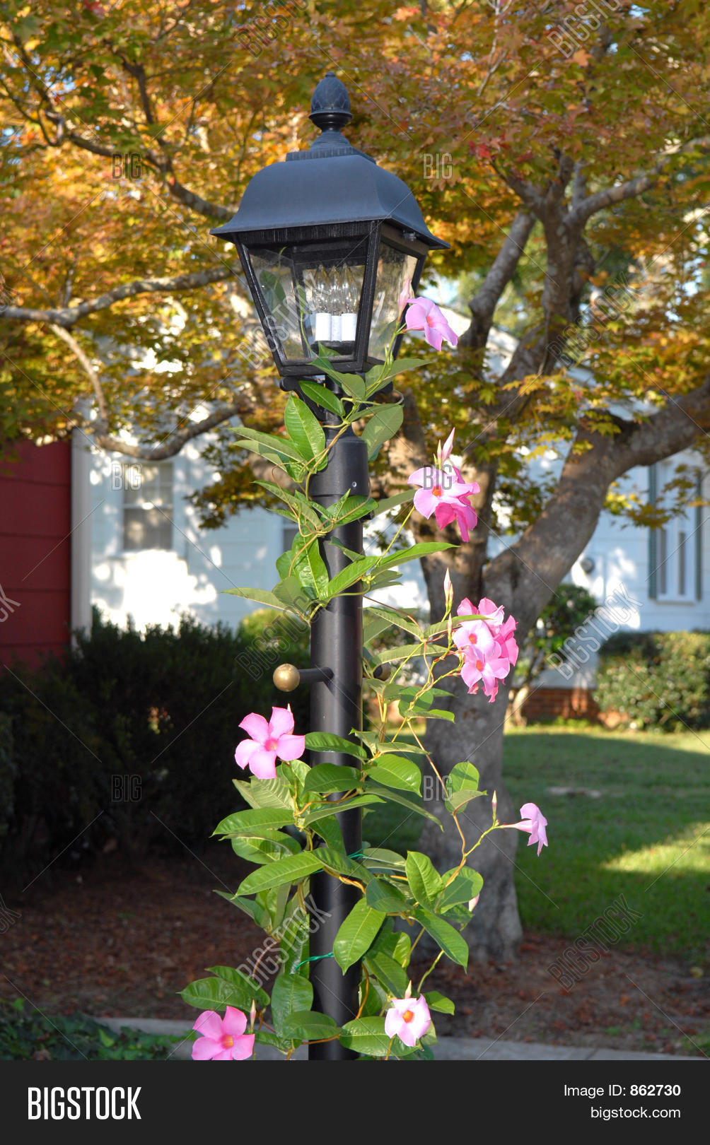 Lamp Post Mandevilla Image & Photo (Free Trial) Bigstock